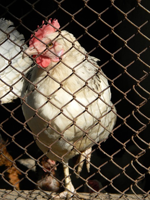 赛中的灵敏 赛中的灵敏